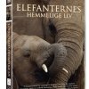 Elefanternes hemmelige liv