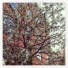 Mit hood er skønt om foråret! Alle træerne springer ud, og byen er fuld af smukke farver og dufte. - Instagrams fra livet
