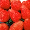 Sådan nogle jordbær smager nu engang bedst om sommeren. - [Konkurrence]: Frugt og grønt på dansk