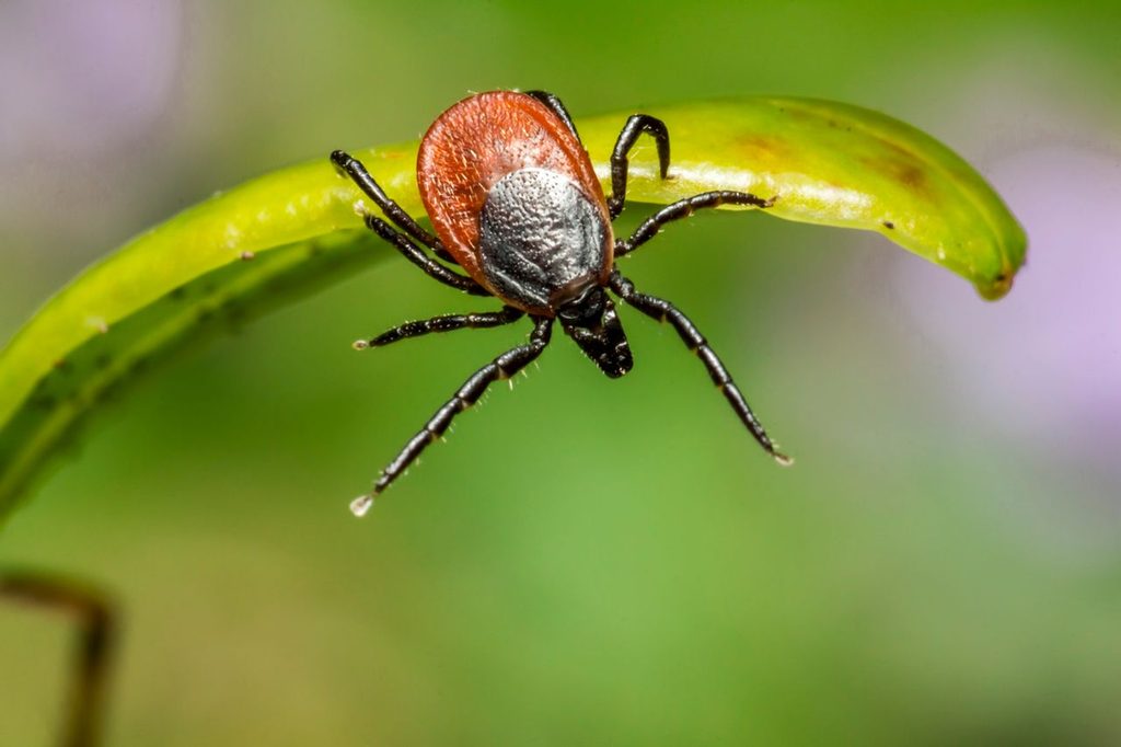 Flåter med TBE-virus dukker op flere steder i Danmark