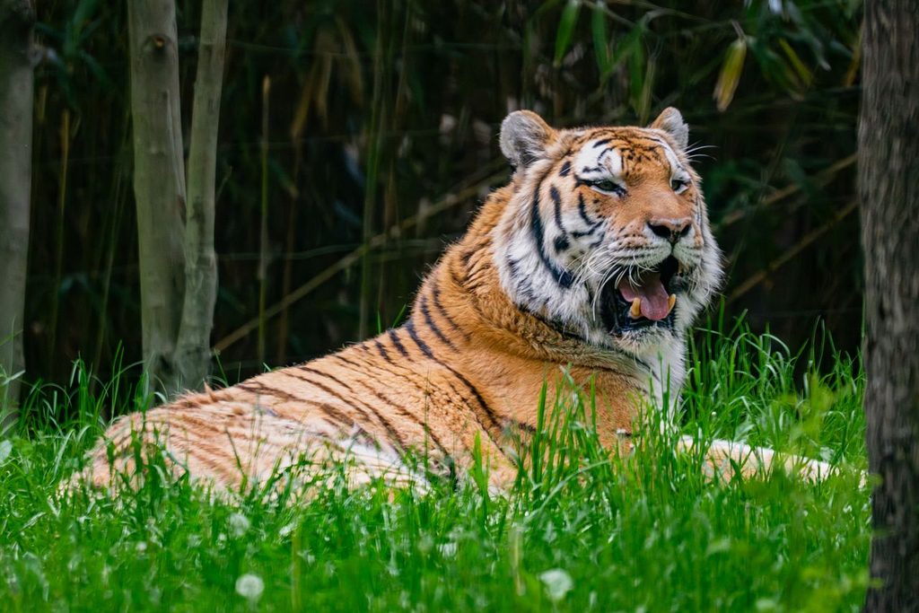 Han sprang ind til en tiger og blev dræbt – kvinde forsøgte desperat at stoppe ham